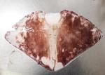 Bqf Squid Dried Fish Big Size Chinese Ocean Vessels 20 Kg Net Weight