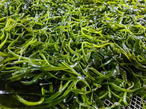 China Organic Edible Phaeophyceae Kelp Fronds Umami Sea Vegetables For Salads Or Stir Fries factory