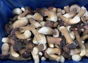 China HACCP Delicious IQF Frozen Wild Cultivated Boletus Edulis factory