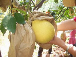 China Pomelo growing bags factory price factory