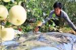 Apple Tree Greenhouse 12 Micron Agriculture Film Biodegradable