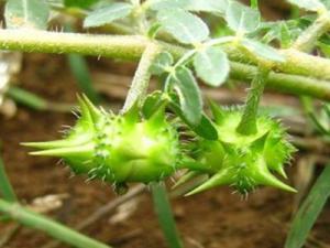 China fructus tribulus terrestris extract Saponins 40%, 60%--Tribulus terrestris L. factory