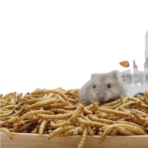 China Frozen-Dried Insects Mealworms for Pet Feeding wholesale dried mealworms dried superworm factory