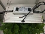 Separate Hanger 120W AC85V UV LED Grow Lights
