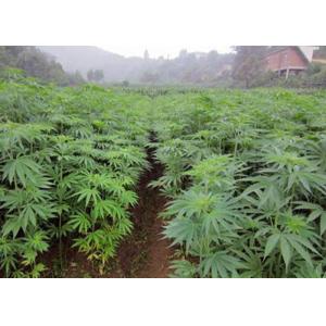 CBD Oil Extraction Dehydrator Separator - Centrifuge Drying Machine