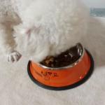 Pet Bowl Non-Slip Stainless Steel Material Customized SublimationEasy Cleaning