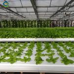 Substrate Cultivation Outdoor Hydroponics Greenhouse Weather Resistance
