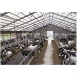 Steel Structure Cow House Design Cow Farm House Farm Shed Steel Structure