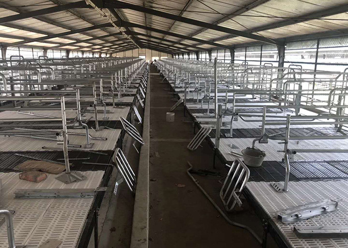 Pig Farming Swine Sow Farrowing Crate Anti Rust Easy Installation
