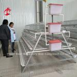 A Type Chicken 128 birds Poultry Chicken Battery Cage System Hot Dipped