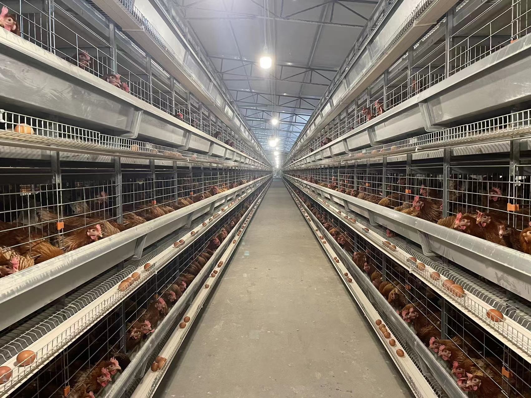 Galvanized Automatic H Type Layer Chicken Cage System Easy Daily Management