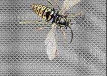 China 18x16 5154 Aluminium Wire Mesh Screen 8.5ft Width Anti mosquito factory