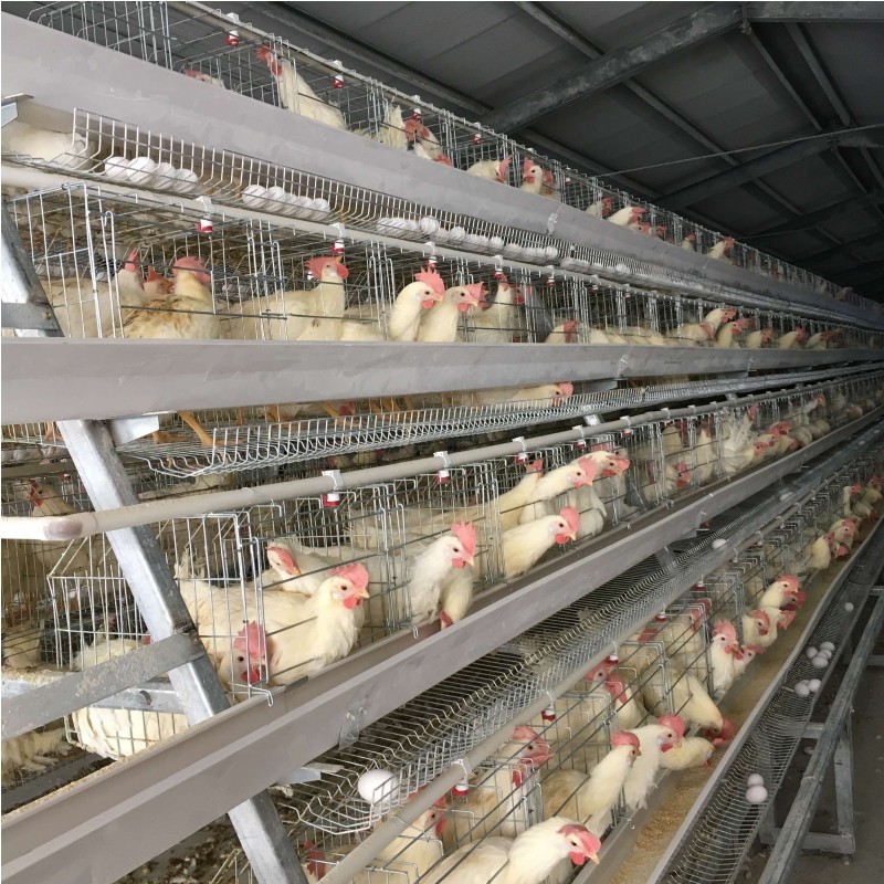 3 Tiers A Type Hot Dipped Battery Chicken Layer Cages Automatic Feeding System