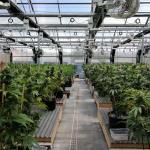 100% Shading Automatic Blackout Greenhouse Light Deprivation System With