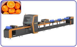 China Orah Mandarin Automatic Sorter Stainless Steel 2 Channel Fruit Sorting Equipment factory