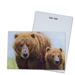 China Brown Bear In Alaska Lenticular Card Souvenir Gift Card For Tourist 3d Postcards factory