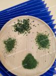 Organic Umami Rich Ulva Lactuca Seaweed Spice A Nutrient Dense Culinary Delight