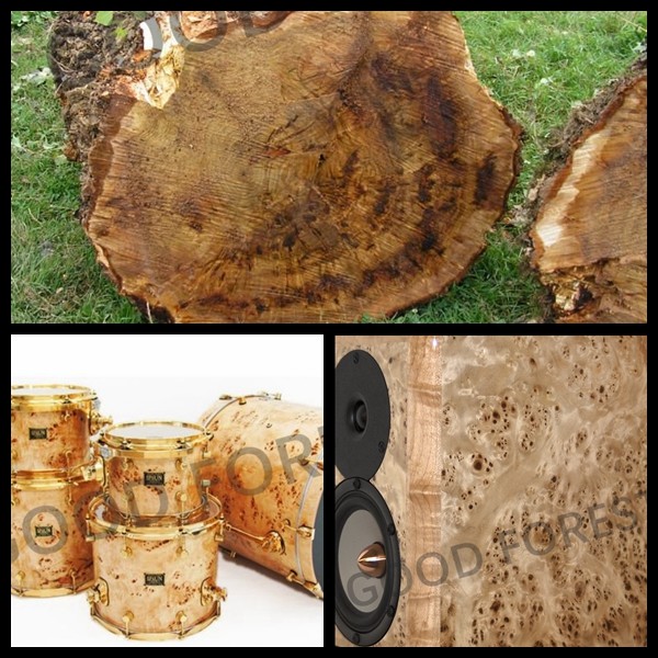 Tree Burl Wood Veneer Natural White Poplar Veneer Sheets Excellent