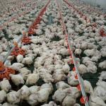 360 Degrees Nipple Drinking Chicken Farm Equipment No Leakage