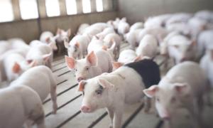 China High Durability 2000 Pigs Farm Livestock Farming Equipment factory