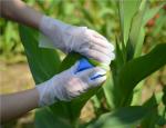Transparent Cleaning Food 1.4g Disposable Hand Gloves 100pcs/Box