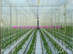 100% Virgin Polypropylene Twisted Greenhouse Twine For Tomato Tying