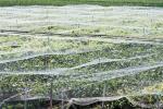 Agricultural Greenhouse Insect Screen Mesh Garden Insect Netting SGS ISO Listed