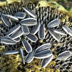 China Experience the Benefits of Sunflower Seeds T5 in Your Business factory