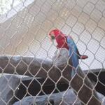 Hand Woven Flexible Stainless Steel Zoo Wire Mesh Cabel Net Bigger Hole