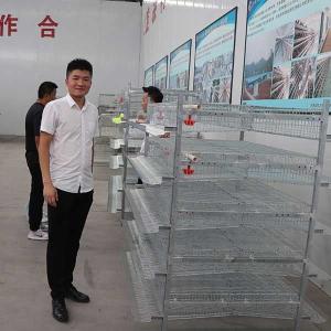 China Automatic Feeding Poultry Layer Cage For Quail Farming Q235 Steel Wire Material factory
