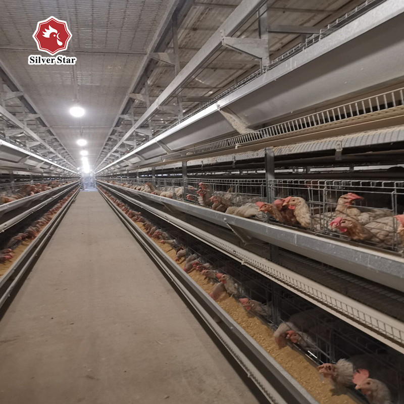 Poultry H Type 3 Tier 4 Tiers Laying Hens Layer Egg Chicken Cage