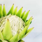 60cm White Artificial Potted Floor Plants Silk King Protea Cynaroides Flower