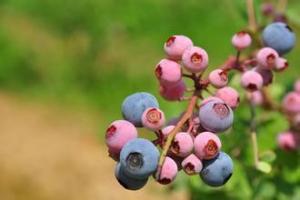 China 25% PAC Cranberry Extract powder factory