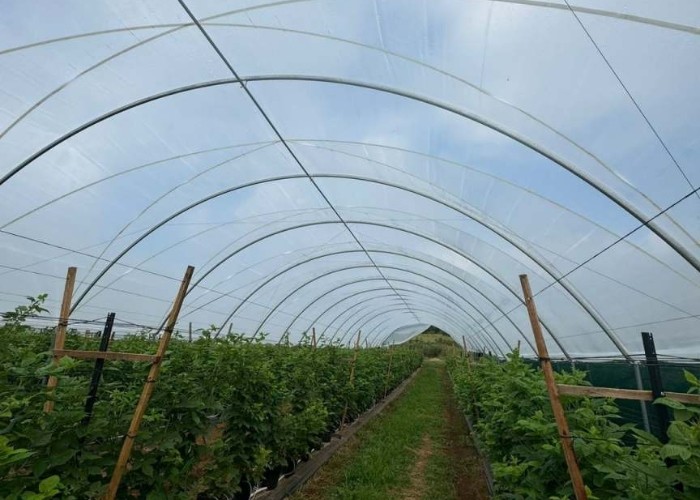 Multi-Span Structure Greenhouse Commercial Modern Bluberry Hoop Green House With Film Covering