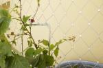 AISI316 material x-tend wire rope mesh for architecture plant climbing