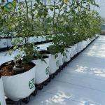 Waterproof Indoor Tomato Greenhouse Business For Sale With Hydroponic System