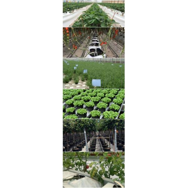 Vertical Farming Container Greenhouse with Substrate Culture System