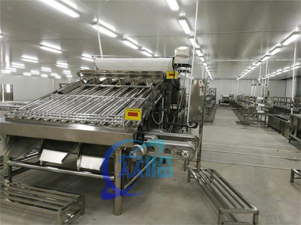 Commercial Fish Grading For Pelagic Commercial Fish Sorting Machine And Fish