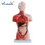 Eco - Friendly 26cm Human Body Torso Model 15 Parts Toy Model