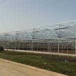 50meter Hot Galvanized Steel Pe Film Greenhouse Tomato Nuersery Seedling With
