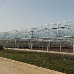 China 50meter Hot Galvanized Steel Pe Film Greenhouse Tomato Nuersery Seedling With Rolling Bench factory