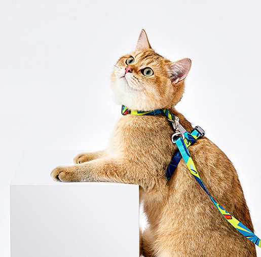 kitten harness near me