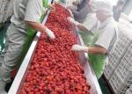 Customized Berry Processing Machinery For Berry Juice Production Line