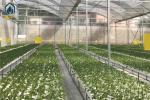 Smart NFT Hydroponic Growing System Plant Growth Commercial And Indoor Garden