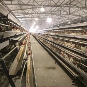 China Galvanized A Type Chicken Poultry Cages Layer Automatic For Farming Equipment factory