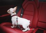 Puppy Pet Car Seatbelt Large Dog Seat Belt Harness 19ft Vehicle Training