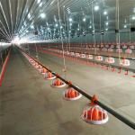 Automatic Poultry Broiler Pan Feed Feeding System for floor ground farm house
