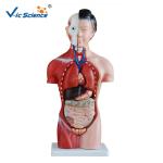 CE Human Torso Model For Medical Science Teaching Demonstration