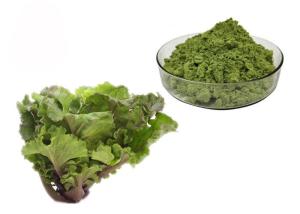 China Juice Kale Extract Powder factory