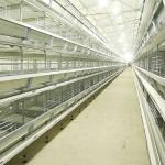 Automatic H Type Layer Chicken Cage System Stable Performance Powerful